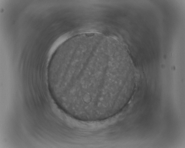 X0000076060006200610152214