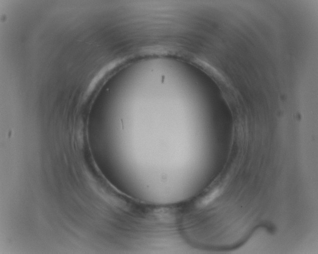 X0000076060064200610152213