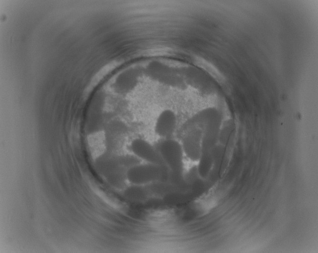 X0000076060155200610152211