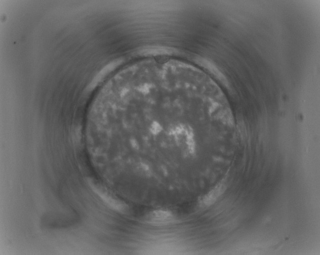 X0000076060159200610152211