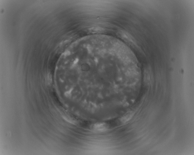 X0000076060173200610152211