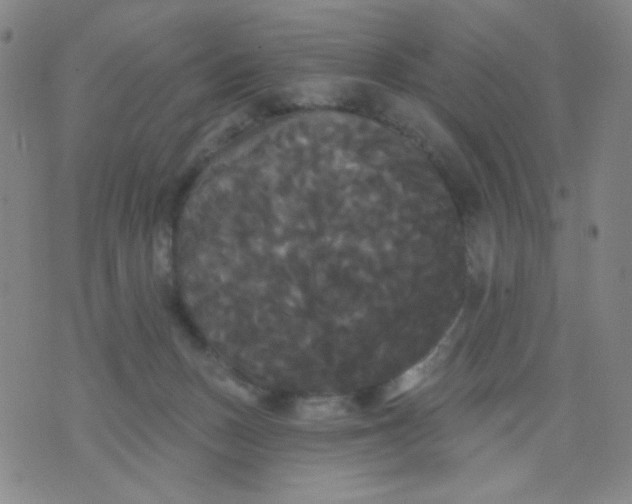 X0000076060175200610152211