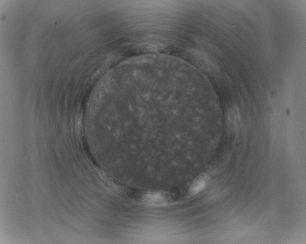 X0000076060177200610152211