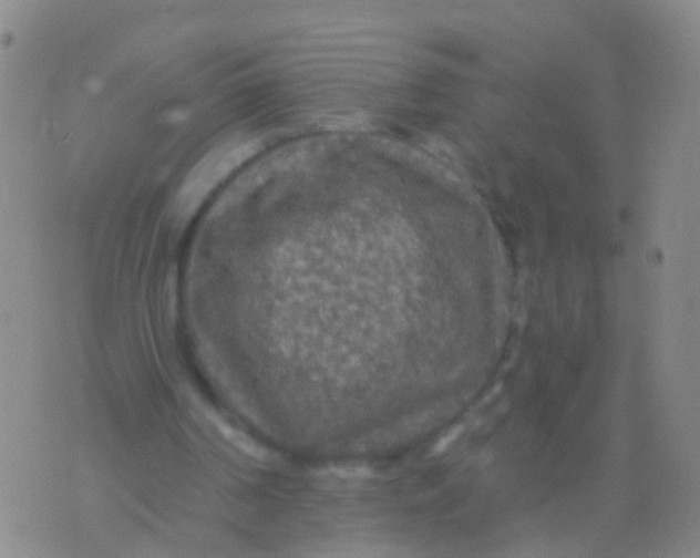 X0000076060194200610152211