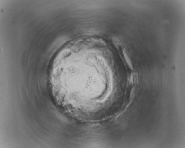 X0000076060243200610152209