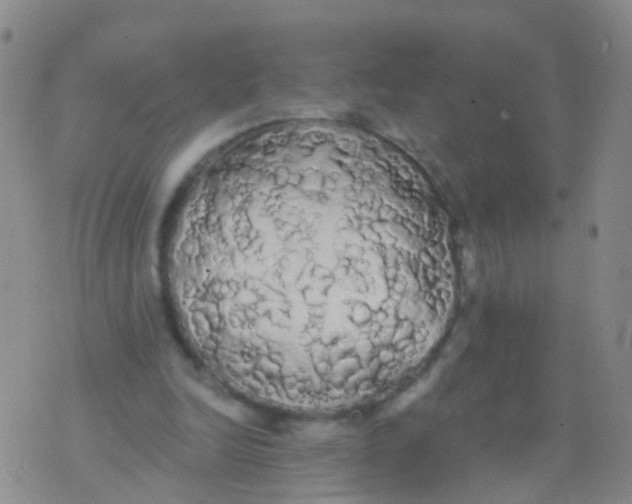 X0000076060246200610152209