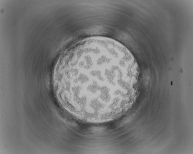 X0000076060255200610152210