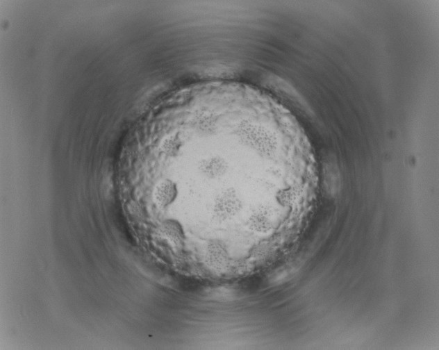 X0000076060259200610152210