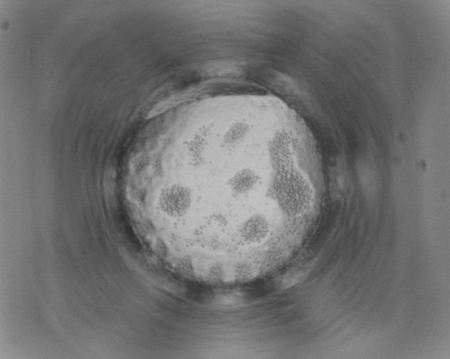 X0000076060263200610152210