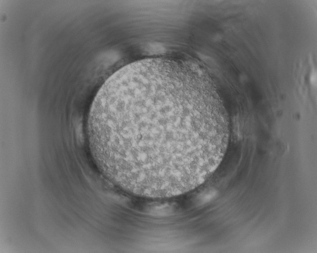 X0000076060267200610152210