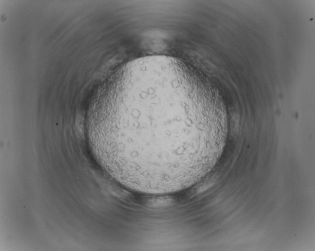 X0000076060274200610152210