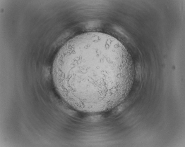 X0000076060278200610152210