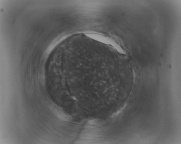 X0000076060295200610152209