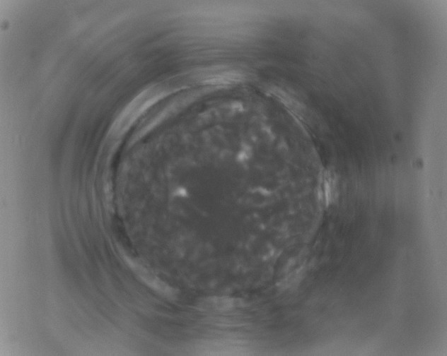 X0000076060339200610152208