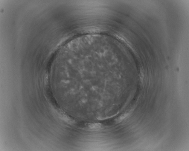 X0000076060355200610152208