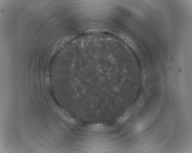 X0000076060361200610152208