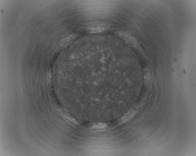 X0000076060369200610152208