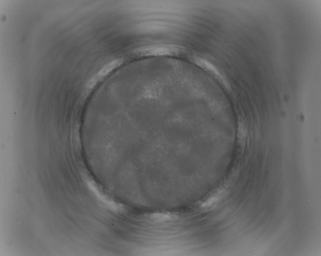 X0000076060394200610152208