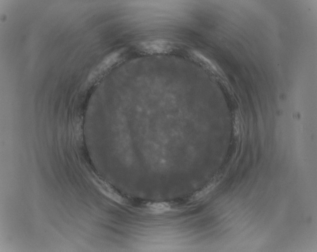 X0000076060409200610152207