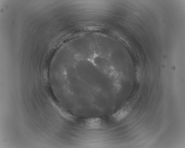 X0000076060410200610152207