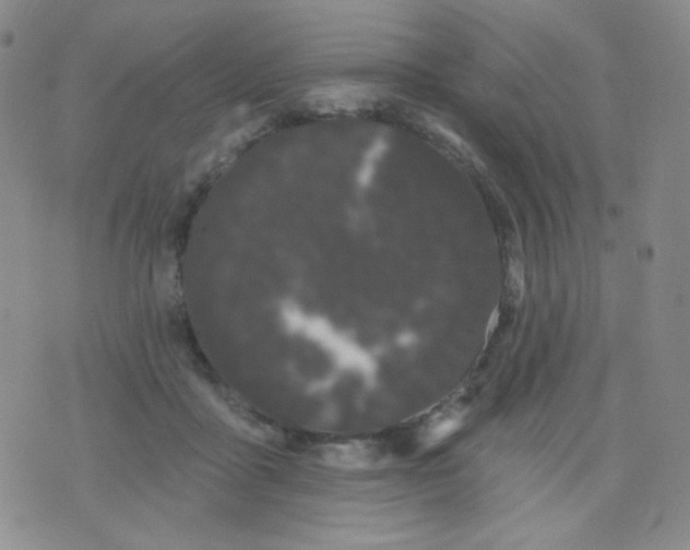 X0000076060411200610152207