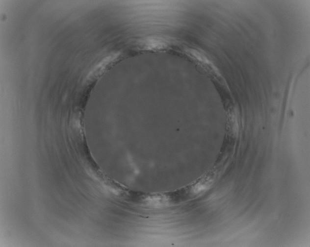 X0000076060415200610152207