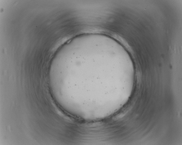 X0000076060433200610152206