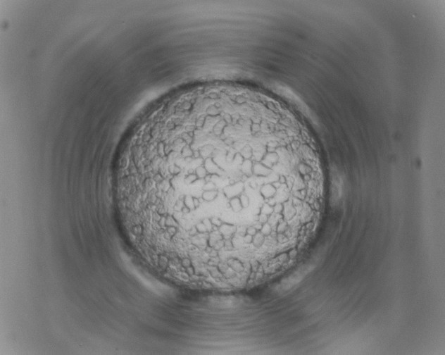 X0000076060439200610152206