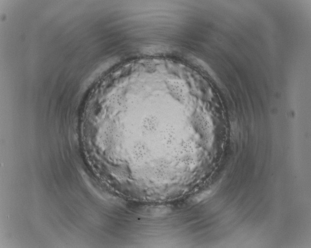 X0000076060443200610152206