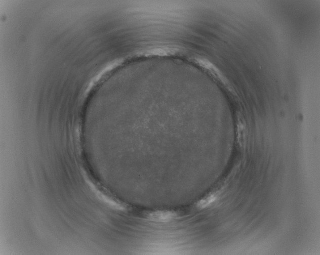 X0000076060444200610152206