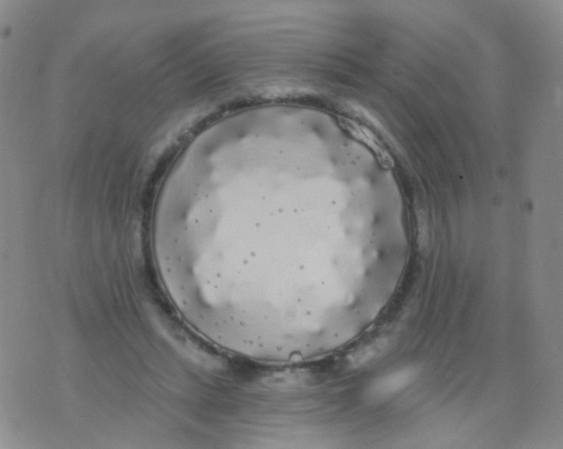 X0000076060447200610152206