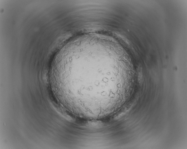 X0000076060455200610152207