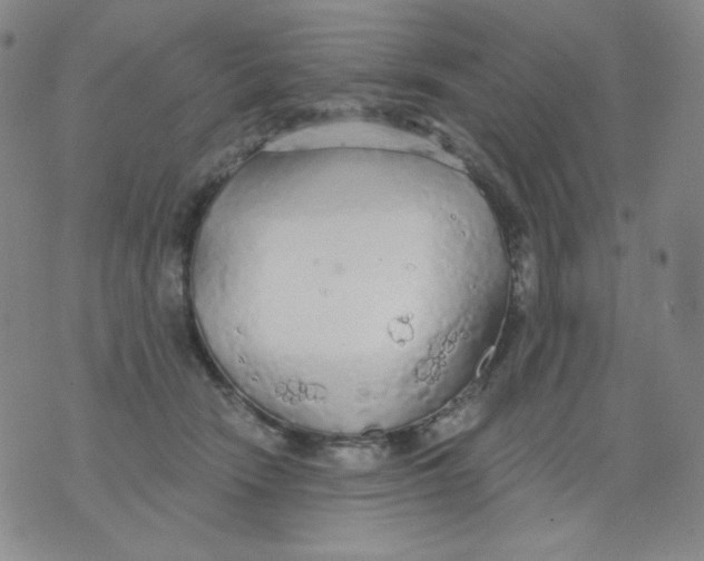 X0000076060466200610152207