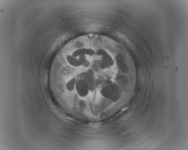 X0000076060495200610152206