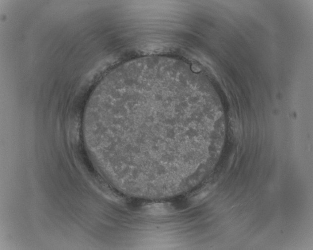 X0000076060499200610152206