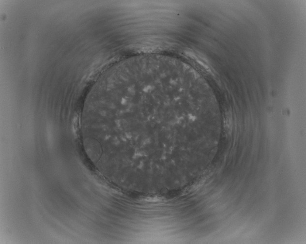 X0000076060503200610152206