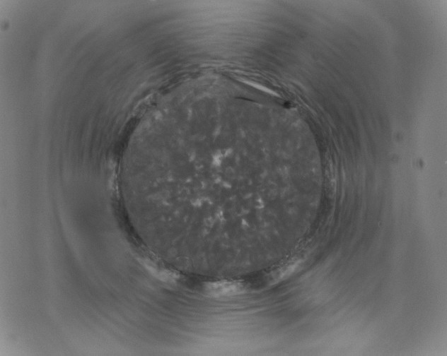 X0000076060511200610152206