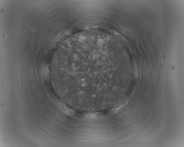 X0000076060523200610152205