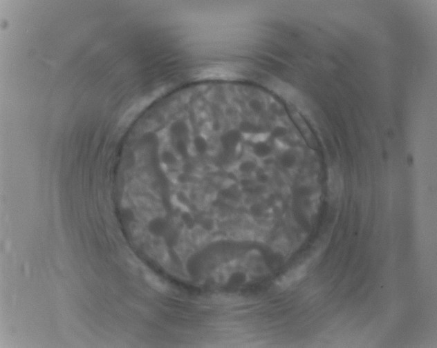 X0000076060529200610152205