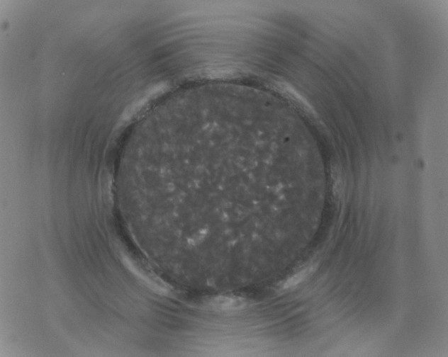 X0000076060542200610152205