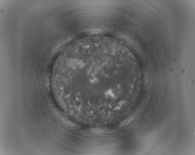 X0000076060545200610152205