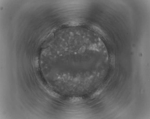 X0000076060549200610152205