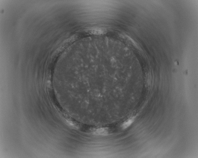 X0000076060553200610152205