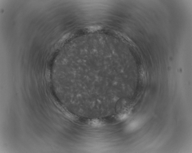 X0000076060565200610152205