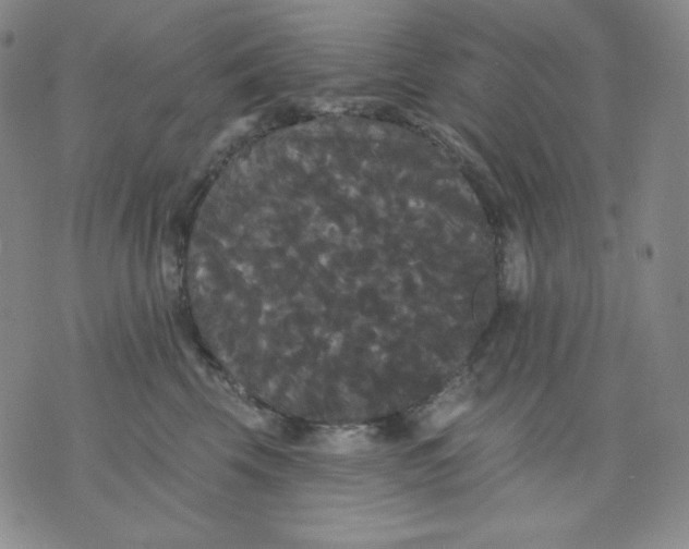 X0000076060569200610152205