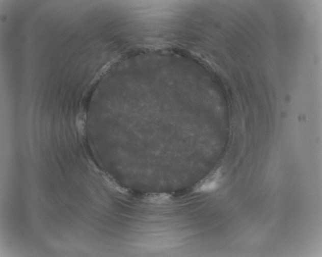 X0000076060576200610152205