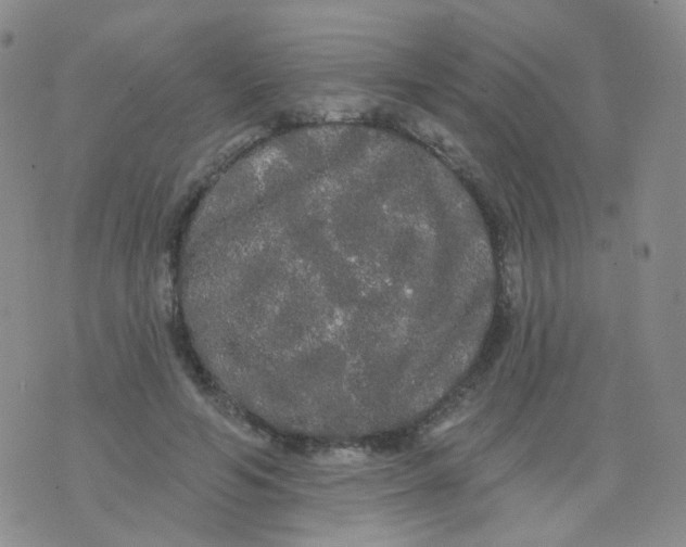 X0000076060594200610152204