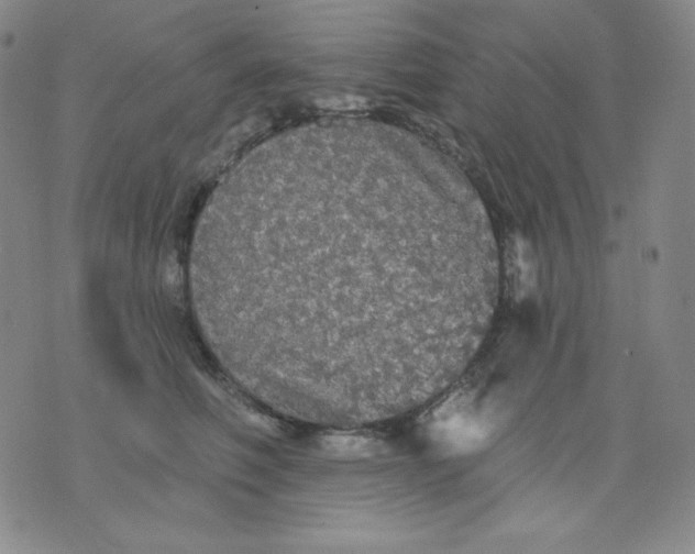 X0000076060614200610152204