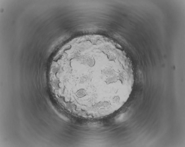 X0000076060638200610152203