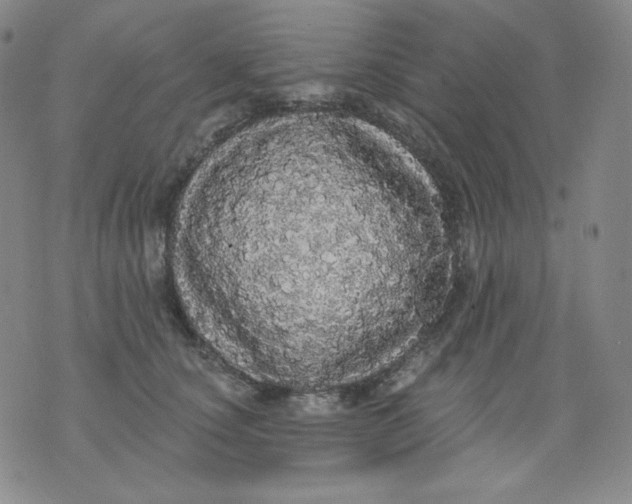 X0000076060660200610152204